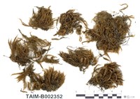 藏品(柔葉白錦苔)的圖片